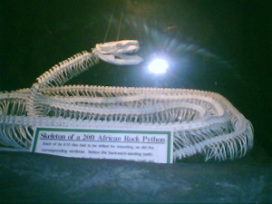 snake skeleton