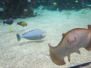 aquariums in england