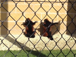 Bishop Burton zoo