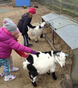 London Zoo goats