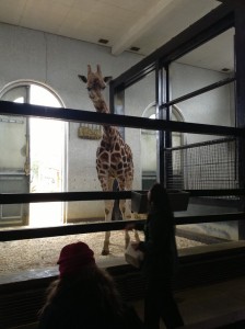 giraffes at London Zoo