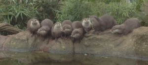 Otters