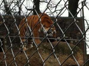 Dartmoor Zoo