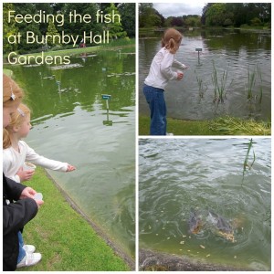 Feeding the fish at Burnby Hall Gardens