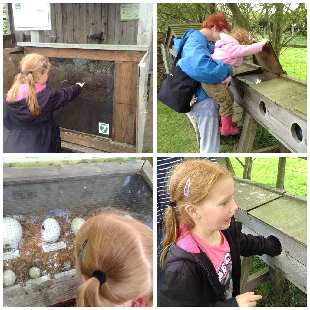 Filey Bird Garden and Animal Park, Filey, North Yorkshire - Kids Days Out  Reviews