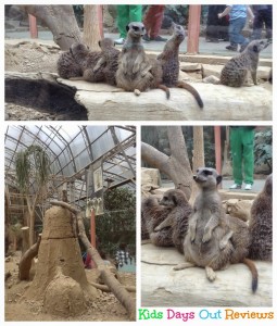 Meerkats at Tropical World Leeds