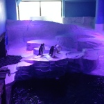 Penguins at The Deep Hull