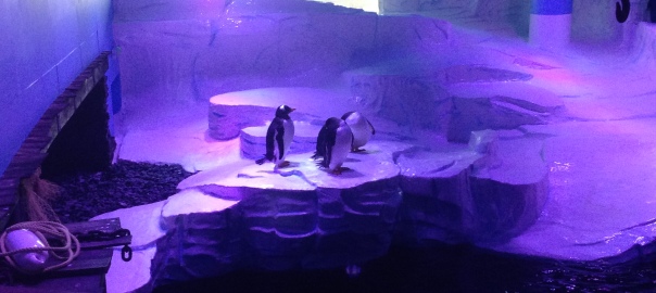 Penguins at The Deep Hull