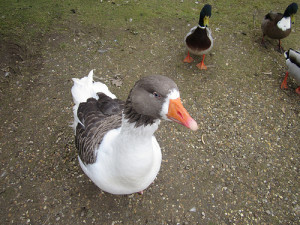 Hornsea March 2013 003