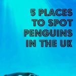 places in UK to spot your own John Lewis Monty the Penguin
