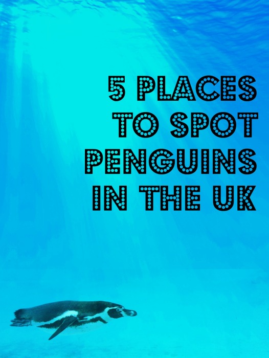 places in UK to spot your own John Lewis Monty the Penguin