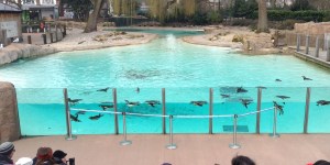 Penguin Beach at London Zoo