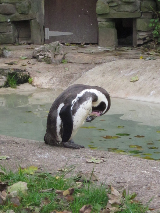 Penguins at Sewerby Hall and Gardens