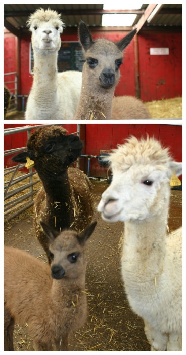 Alpacas at Twinlakes Park