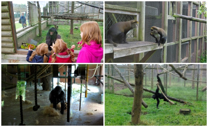 Apes and primates at Twycross Zoo