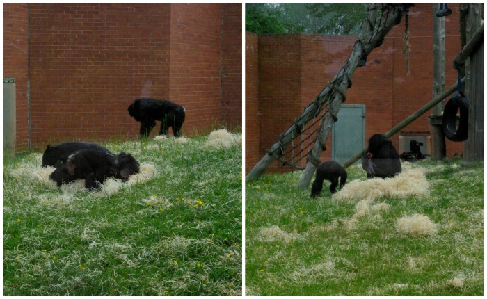 Bonobo apes at Twycross Zoo