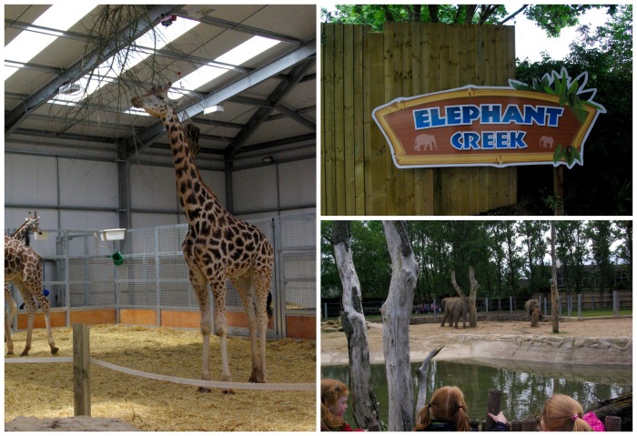 Elephants and giraffes at Twycross Zoo