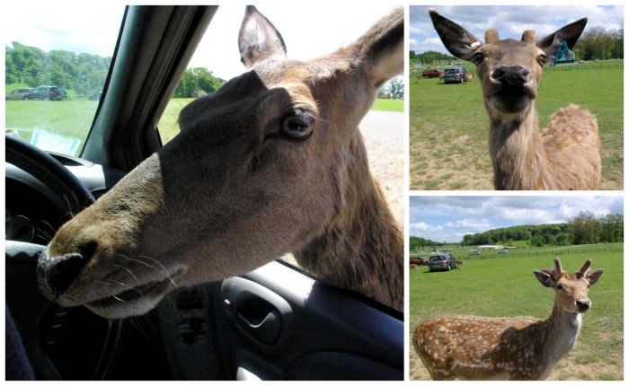 Feeding the deer at Longleat Safari Park