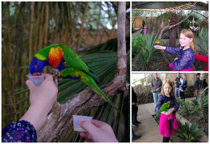 Feeding the lorikeets at Twycross Zoo