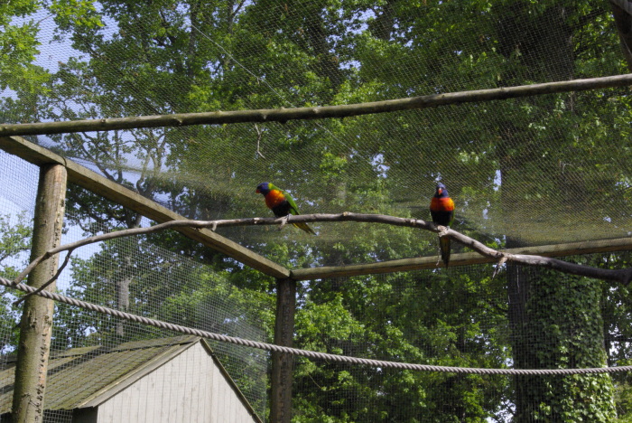 Lorikeets at Longleat Safari Park