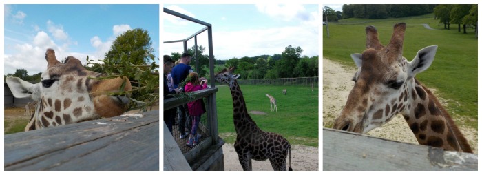 Giraffe feeding at Longleat Safari Park