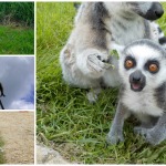 Lemurs at Longleat Safari Park