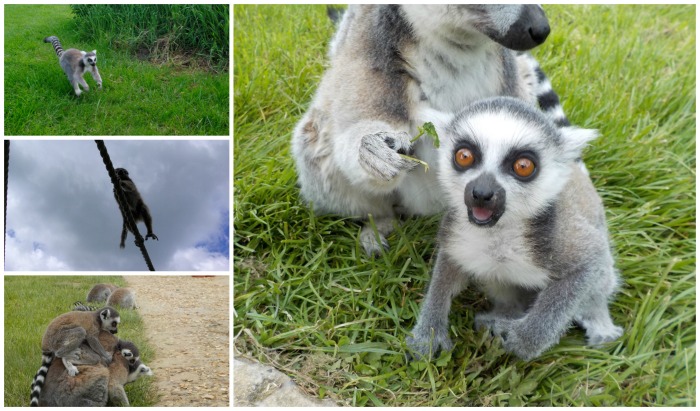 Lemurs at Longleat Safari Park