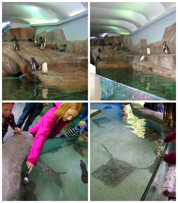 Penguins and rays at Longleat Safari Park