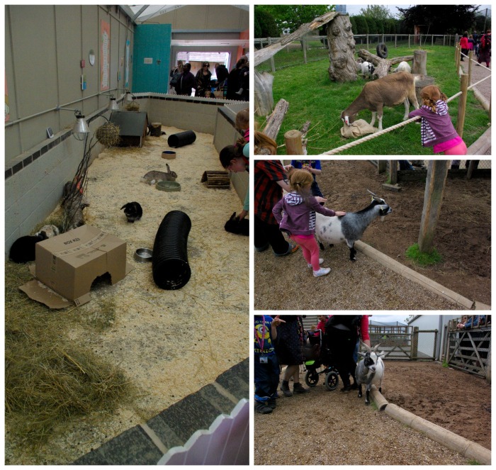 Pets corner and the naughty goats at Twycross Zoo