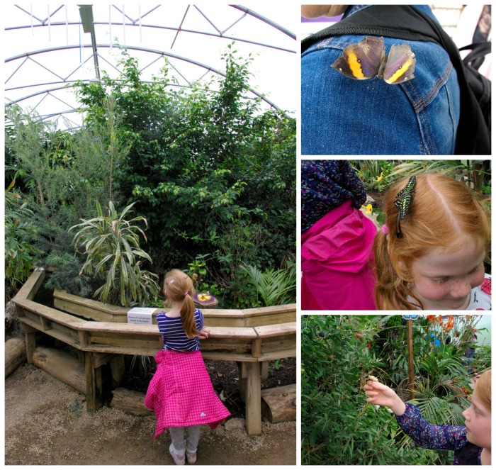 The butterfly house at Twycross Zoo