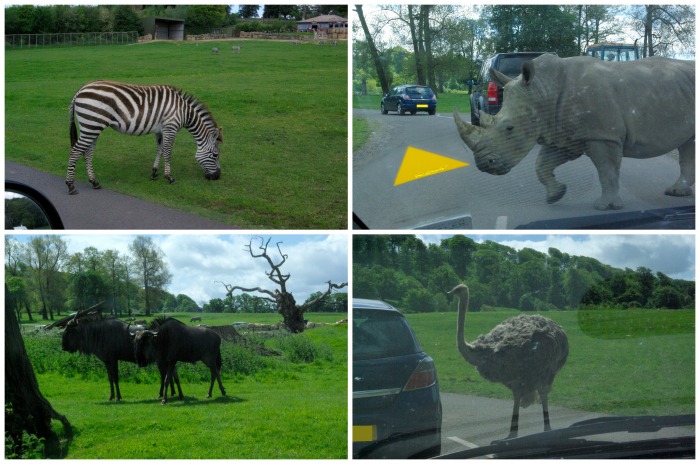 The safari drive at Longleat Safari Park