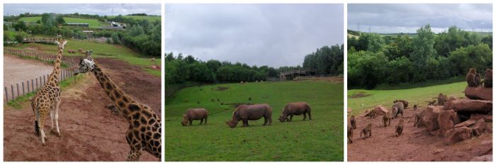 African animals at South Lakes Safari Zoo