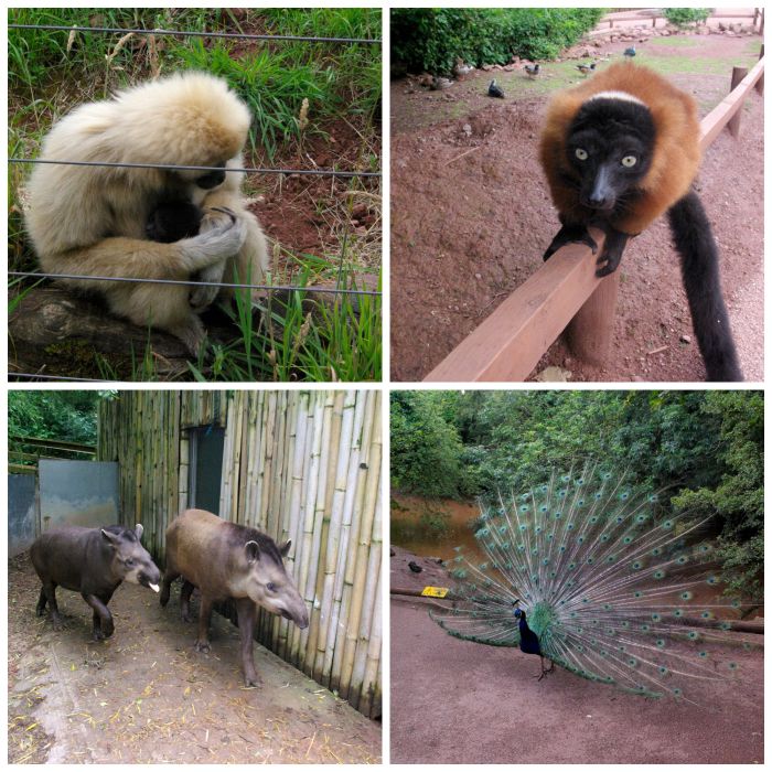 Animals at South Lakes Safari Zoo