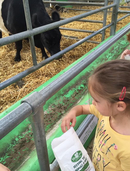 Feeding the animals at Willows Activity Farm