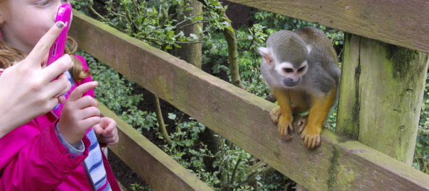 Squirrel monkeys at South Lakes Safari Zoo