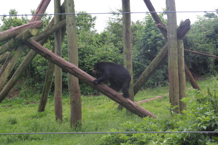 Bear at South Lakes Safari Zoo