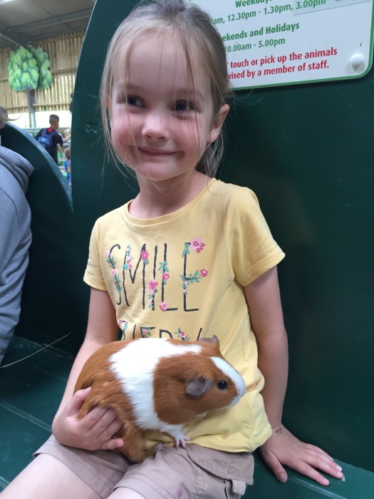 Guinea Pigs at Willows Activity Farm