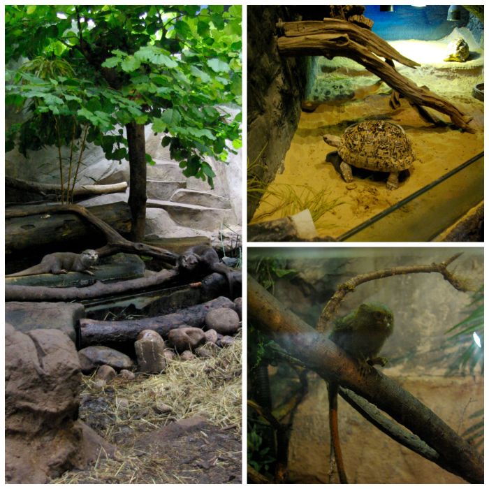 Otters, tortoises, and tamarins at Lakes Aquarium