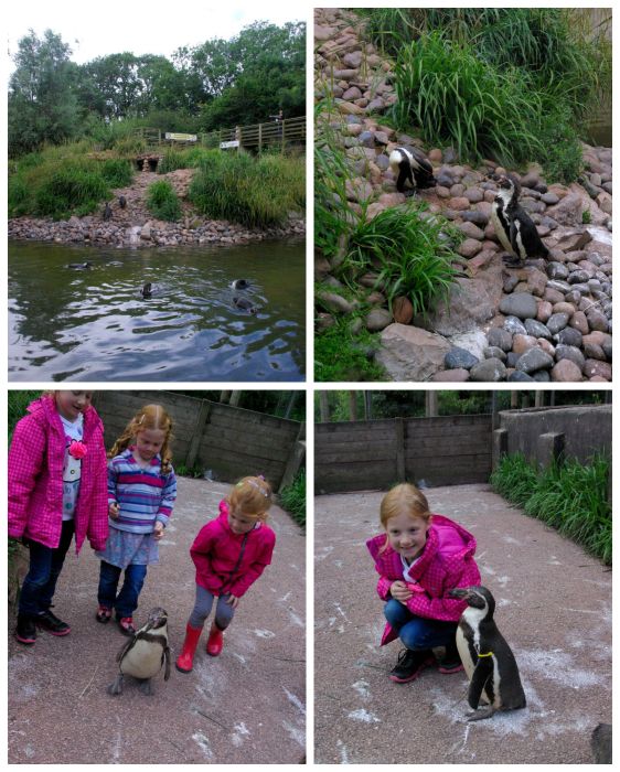 Penguins at South Lakes Safari Zoo