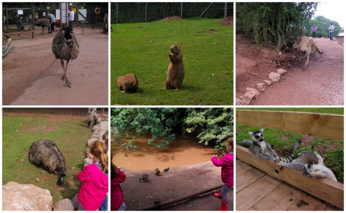 The Worldwide Safari at South Lakes Safari Zoo