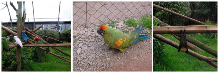 The aviary at South Lakes Safari Zoo