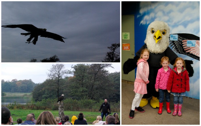 Birds of prey display at Knowsley Safari Park