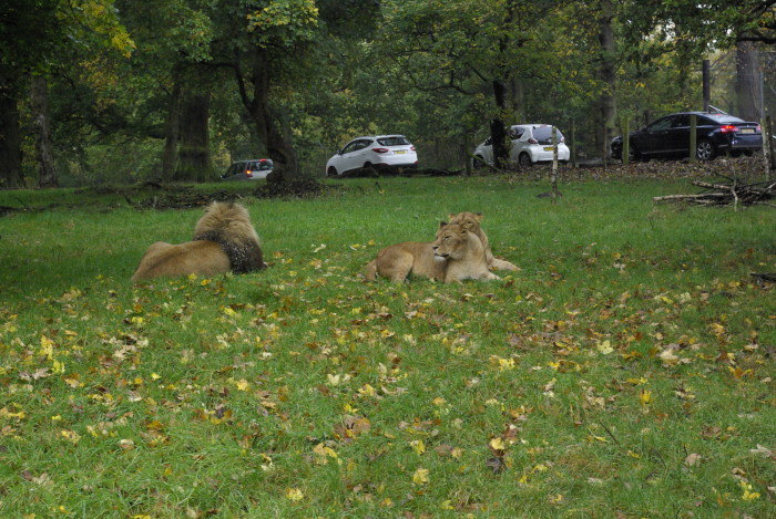 Lions at Knowsley Safari Park