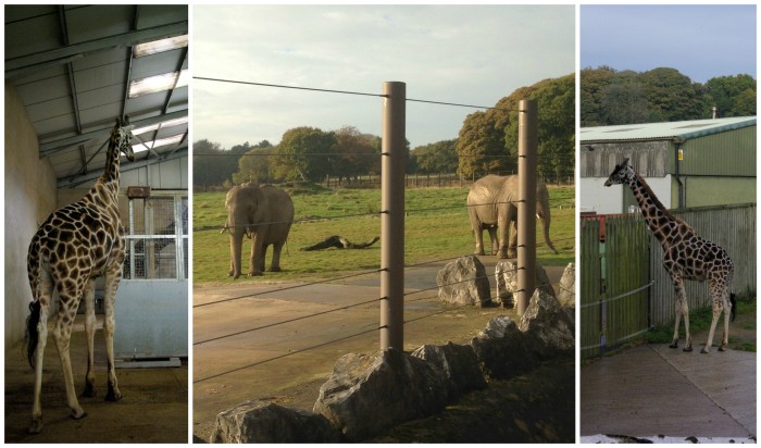 Giraffes and Elephants at Knowsley Safari Park