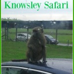 Knowsley Safari