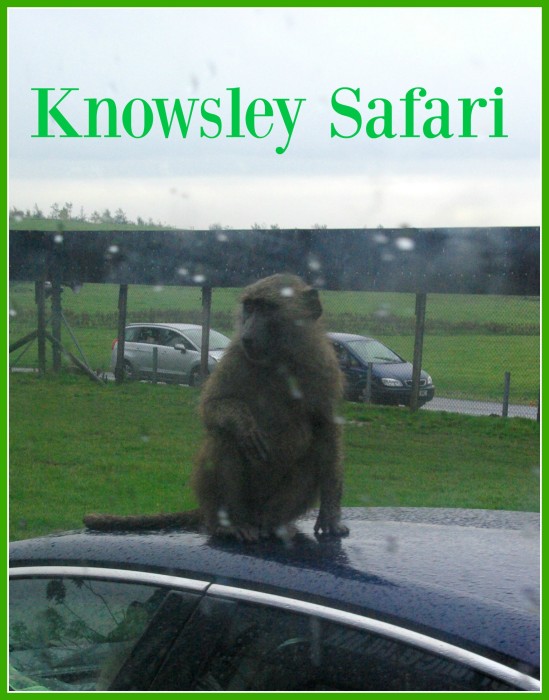 Knowsley Safari