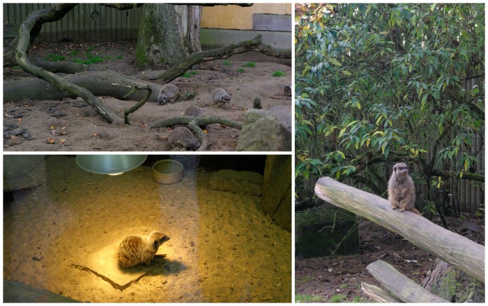 Meerkats at Knowsley Safari Park