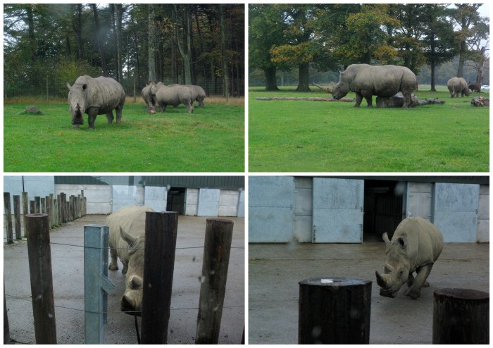 Rhinos at Knowsley Safari Park