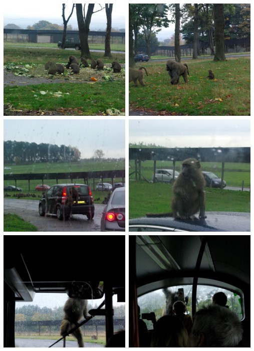 The baboon enclosure at Knowsley Safari Park