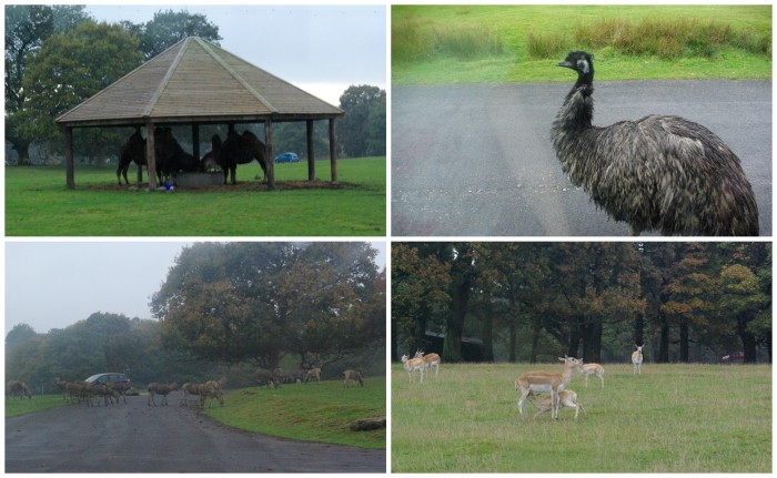 The safari drive at Knowsley Safari Park